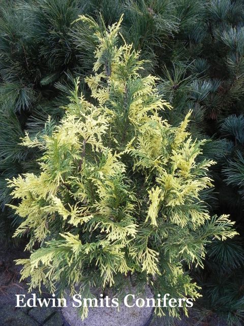 Cupressus nootkatensis (Chamaecyparis n. , Xanthocyparis n.)  ‘Aureovariegata’